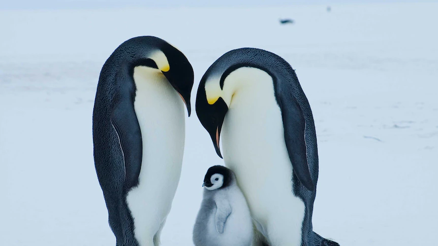 Emperor penguin at critical risk of extinction attributable to local weather change