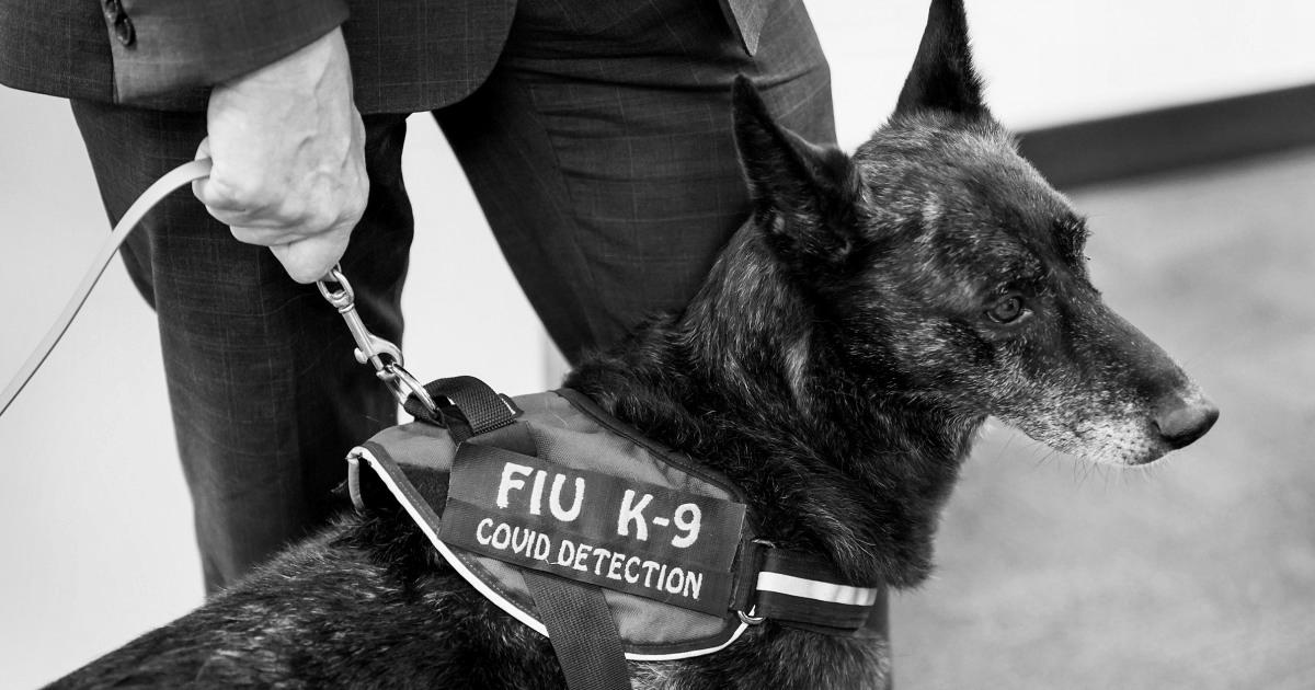 Dogs can detect Covid with high accuracy, even asymptomatic instances