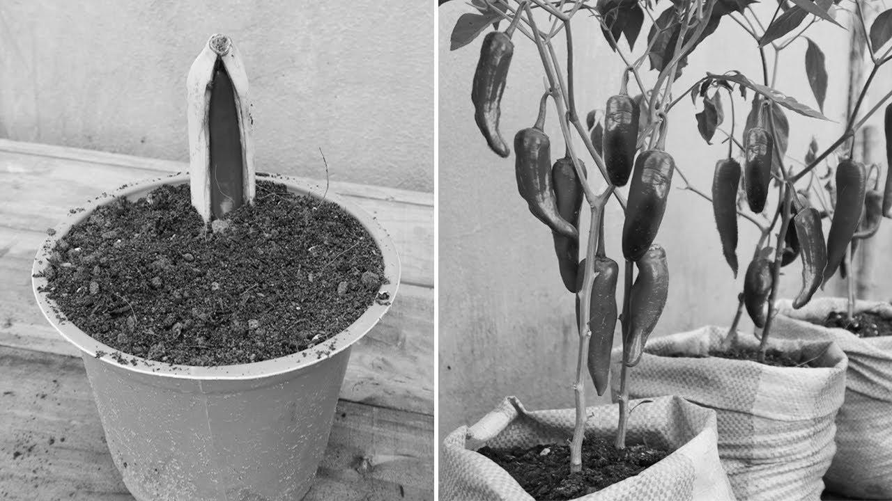 New gardening methodology |   propagate chili peppers in bananas